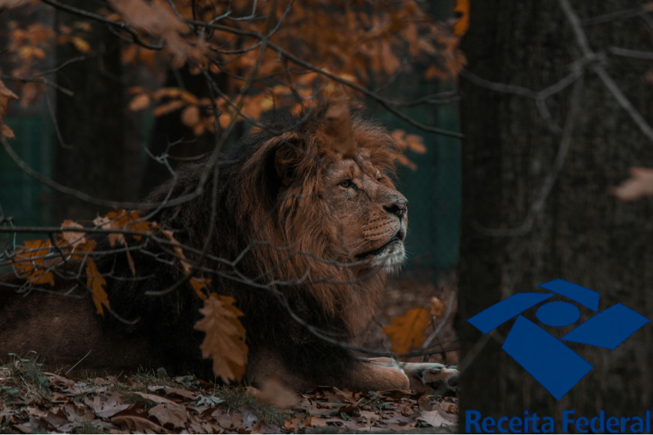 Imposto de Renda sobre Investimentos: O que Mudou em 2025?